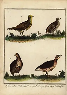 Recreation And Amusement Prints: Golden plover, quail, partridge and Guernsey partridge