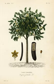 Golden rain tree or canafistula, Cassia fistula