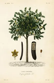 Edouard Prints: Golden rain tree or canafistula, Cassia fistula