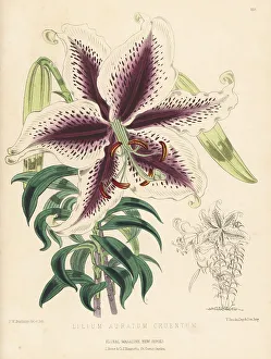 Cultivar Prints: Golden-rayed lily or yamayuri, Lilium auratum