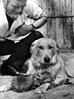 Images Dated 10th January 2017: Golden Retriever and fox cub