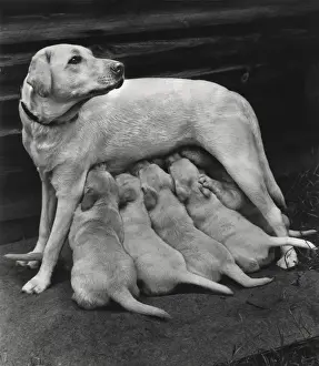Golden Retriever with five puppies