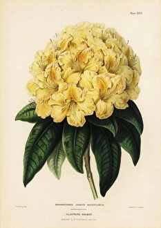 Withers Collection: Golden rhododendron, Rhodendron aureum magniflorum