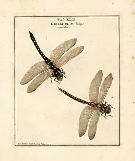 Diptera Prints: Golden-ringed and blue hawker dragonflies
