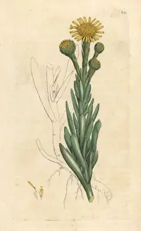 Samphire Prints: Golden samphire, Limbarda crithmoides