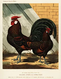 1871 Collection: Golden spangled Hamburgh cock and hen