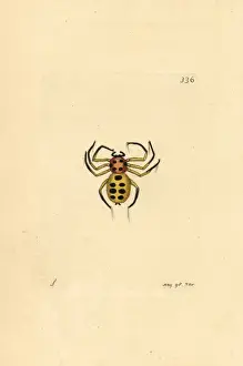 Sumatra Prints: Golden spider, Aranea nobilis, Sumatra
