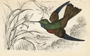 Golden starfrontlet, Coeligena eos