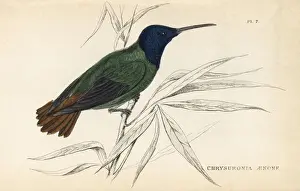 Golden-tailed sapphire, Chrysuronia oenone