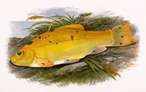 Ponds Collection: Golden Tench or Schlei