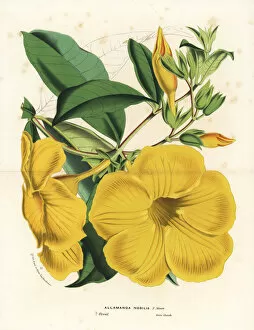 Nobilis Collection: Golden trumpet flower, Allamanda nobilis