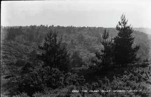 Wilderness Prints: The Golden Valley, Hindhead