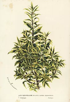 Aquifolium Gallery: Golden variegated holly, Ilex aquifolium