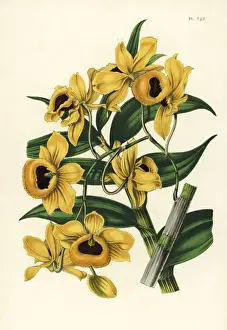 Dendrobium Prints: Golden yellow-flowered dendrobium orchid