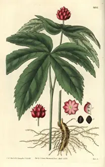 1833 Prints: Goldenseal or American hydrastis, Hydrastis canadensis