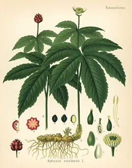 Adolph Gallery: Goldenseal, Hydrastis canadensis