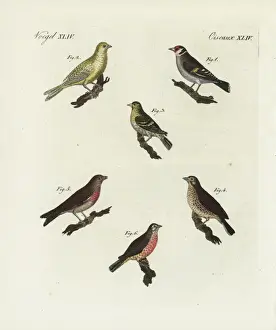 Friedrichbertuch Prints: Goldfinch, blue chaffinch, siskin, linnet and redpoll