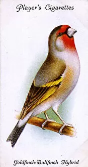 Bullfinch Collection: Goldfinch-Bullfinch Hybrid
