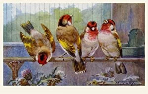 Perch Gallery: Goldfinch-Bullfinch hybrids