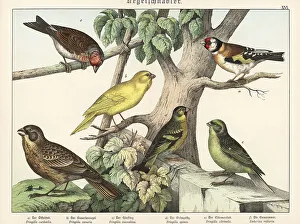 Naturgeschichte Des Tierreichs Prints: Goldfinch, canary, linnet, etc