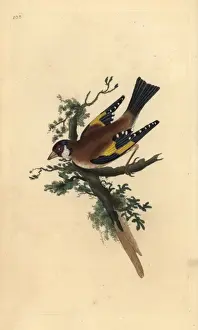 Goldfinch Prints: Goldfinch, Carduelis carduelis