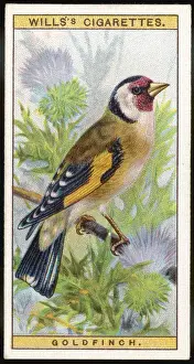 Goldfinch / Cig. Card / 1915