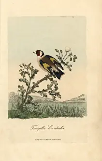 Carduelis Prints: Goldfinch, Fringilla carduelis, Carduelis Carduelis