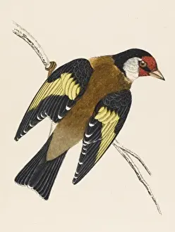 Carduelis Prints: Goldfinch / Morris