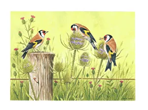 Parry Prints: Goldfinches