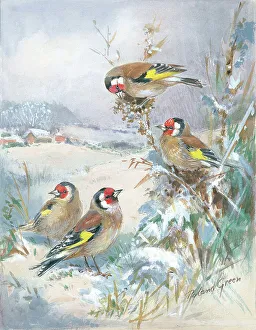 Roland Prints: Goldfinches in the snow