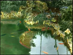 Gold Fish Prints: Goldfish in a garden pool