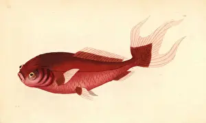 Auratus Prints: Goldfish variety, Carassius auratus (Previously
