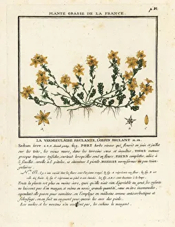 Colour Printing Prints: Goldmoss stonecrop, Sedum acre