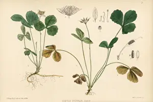 Goldthread or canker root, Coptis trifolia