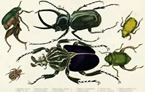 Goliath Beetle Etc