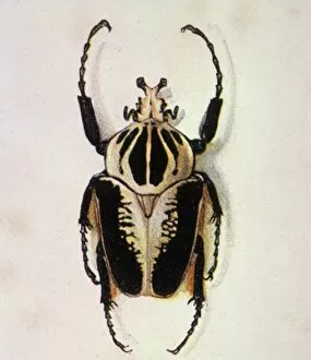 Images Dated 6th October 2011: Goliath Beetle