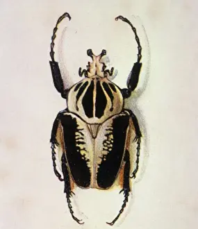 Beetle Prints: Goliath Beetle