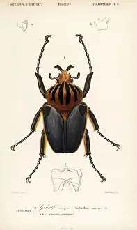 Dorbigny Prints: Goliath beetle, Goliathus cacicus