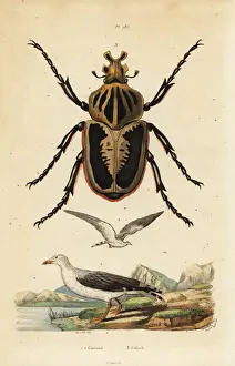 Naturelle Prints: Goliath beetle, Goliathus goliatus 1 and common