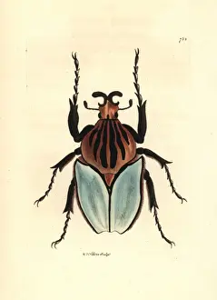 Richardpolydorenodder Prints: Goliath beetle species, Golathus cacicus