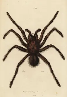 Naturelle Prints: Goliath birdeater spider, Theraphosa blondi
