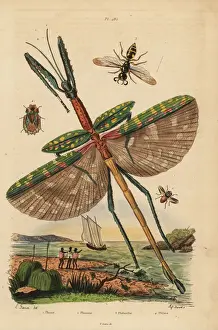 Bark Prints: Goliath stick insect, fly, bee-killer wasp and bark bug