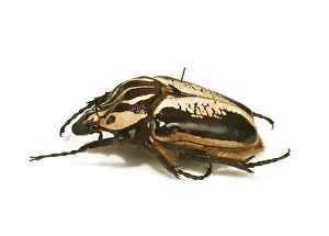 Goliathus goliathus, goliath beetle