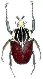 Scarab Gallery: Goliathus goliathus, goliath beetle