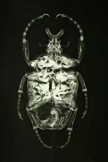 Scarab Gallery: Goliathus goliatus, goliath beetle