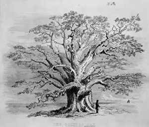 Fagaceae Prints: Golynos Oak