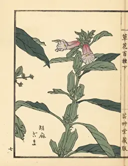 Gardenflower Prints: Goma or sesame, Sesamum indicum
