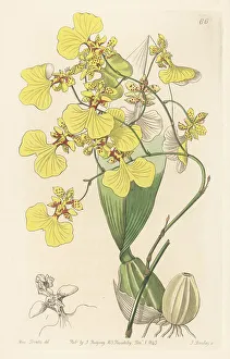 Miss Drake Prints: Gomesa bicolor orchid