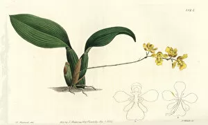 Watts Collection: Gomesa cornigera orchid