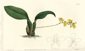 Oncidium Prints: Gomesa cornigera orchid
